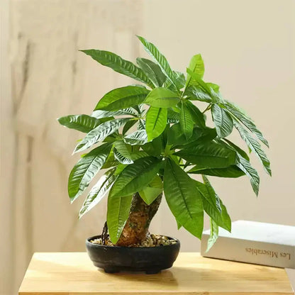 Dlight Decor 43cm Potted Monstera Money Tree for Home and Garden Decor