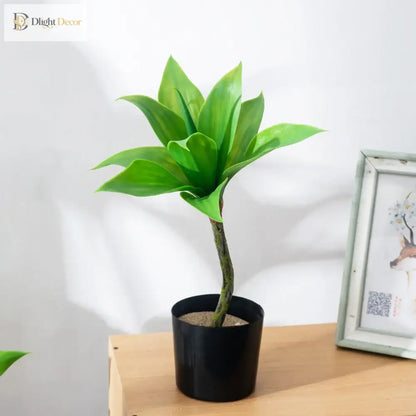 Dlight Decor Agave Succulent Plant for Home and Balcony Display